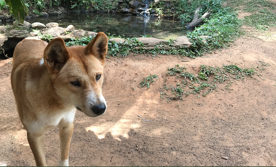 どこで会える オーストラリアの可愛い動物達