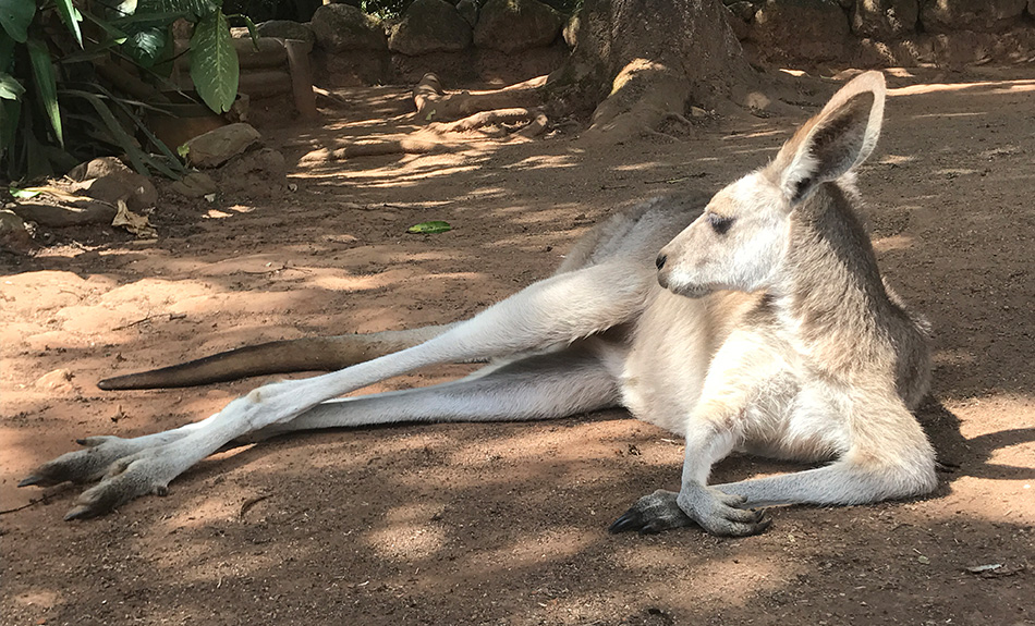 どこで会える オーストラリアの可愛い動物達